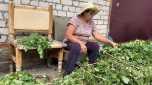 IMG_8696 Собираю в баню веники.