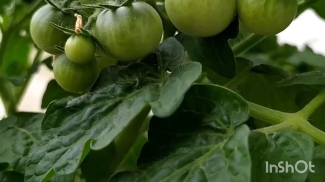 Собираем урожай огурцов в этом году .