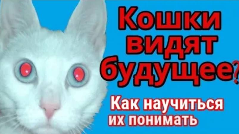 Кошки могут предсказывать будущее? Как научиться их понимать кошек
