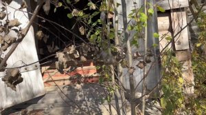 Церковь Николая Чудотворца. Вологодская область. погост Оночесть.