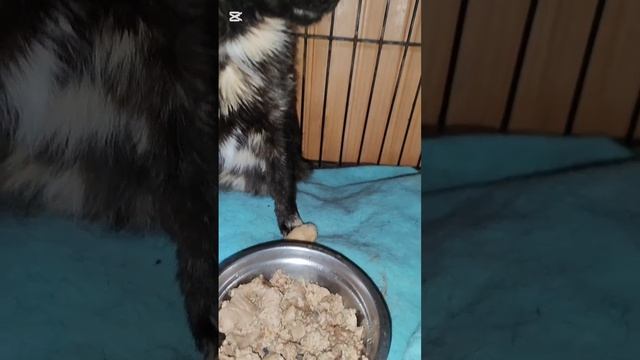 Мяляк начала капризничать в еде