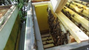 пчела Элгон на ячейке 4,79 мм , ставлю 2 корпус в малоформатном улье на рамку 285х230 мм , 15.07.25