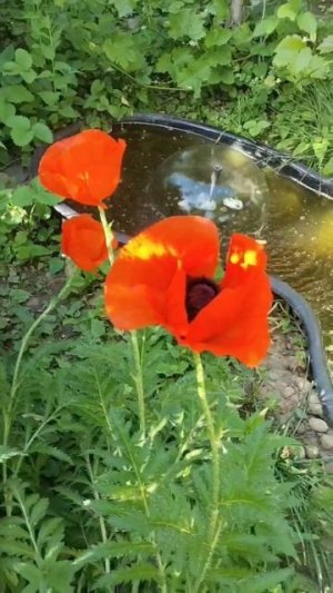 Маки🥀.... Лето☀️.... Июль ...
А вы любите маки?😍🤗
#дача
#лето
