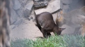 Две семьи камышовых кошек с котятами 14.07.2025