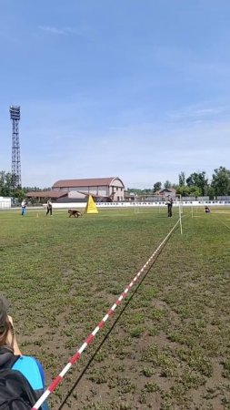 JARA Team Carrera - №25. КЧК ИРКУТСК 5 июля`25 Моно немецких овчарок