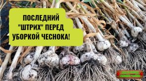 ЧЕСНОК. Что нужно ОБЯЗАТЕЛЬНО сделать за 20 дней до уборки чеснока!