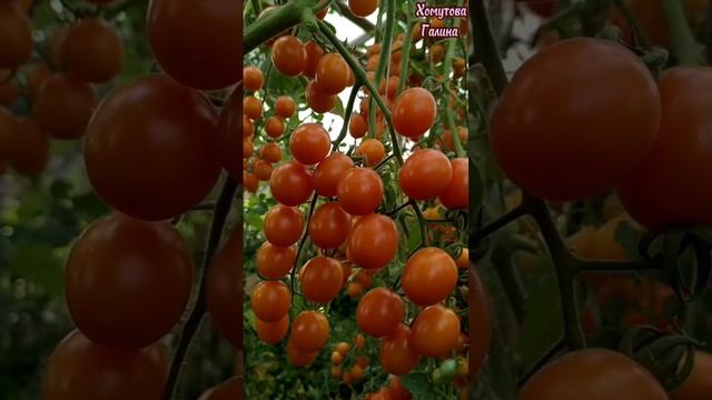 Бесплатный розыгрыш в ТК zwetowod80.
Испытай свою удачу!#розыгрыш#томаты#огород#цветы#природа смотреть онлайн