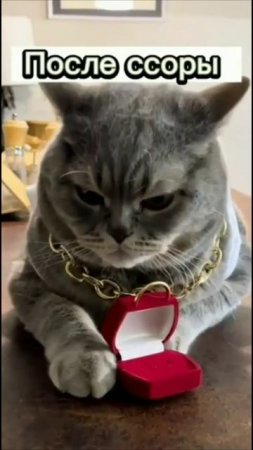 Смешные коты #66-2