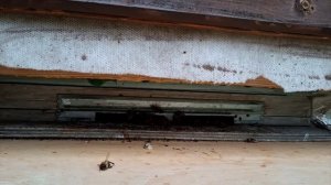 Разведывательная кочёвка в июле