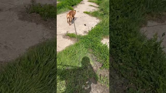 rutube.ru