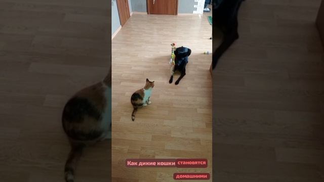 #сезонконтетаRUTUBE
Бездомные,больные  животные  становятся домашними.Долгий процесс заботы о них.