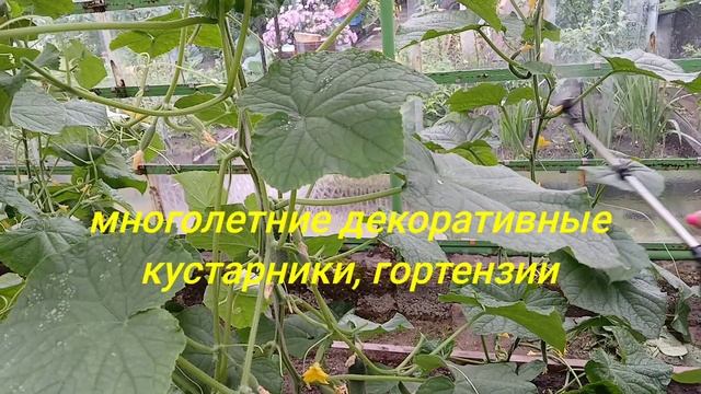 Заключительный аккорд в трилогии об огурчиках.