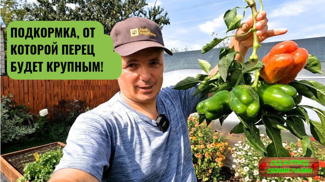 Чем подкормить сладкий перец для увеличения плодов!!