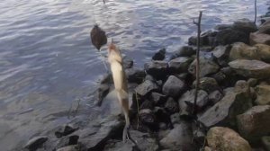 получил леща #рыбалка