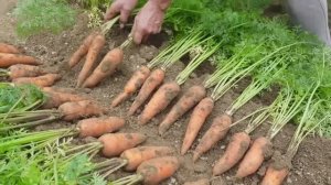 Огромный урожай моркови! Лучшие способы выращивания