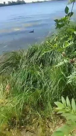 Где тут рыбку ловят?