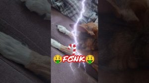 PHonk, 🤑Fonk🤑