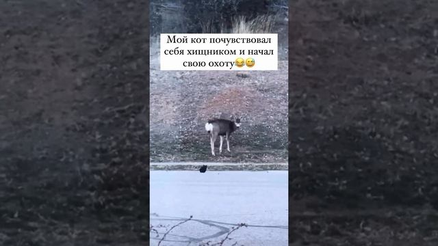 Хисьник!