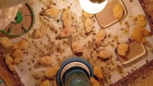 Вылуп перепелят без влажности, критично ли?