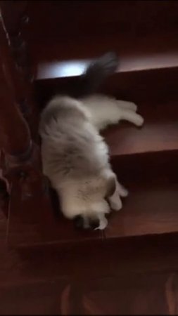 cat slides down the stairs