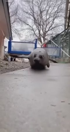 Приколы с животными. 😄😆🤣 Смешное видео. 😂😂😂