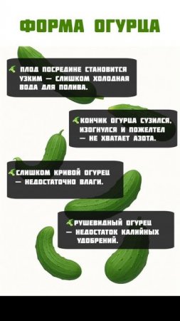 ПОЛЕЗНАЯ подсказка по форме огурцов! #огород #урожай #огурцы