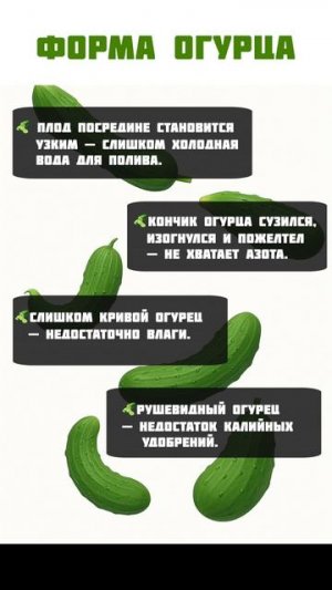 ПОЛЕЗНАЯ подсказка по форме огурцов! #огород #урожай #огурцы