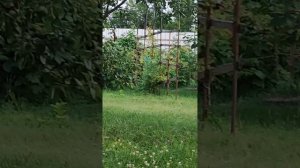 кто последний слезет с турника челендж!