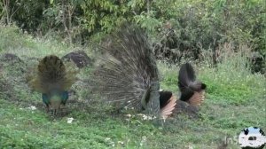 Зеленый павлин Pavo muticus