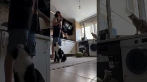 подборка видео с котиками