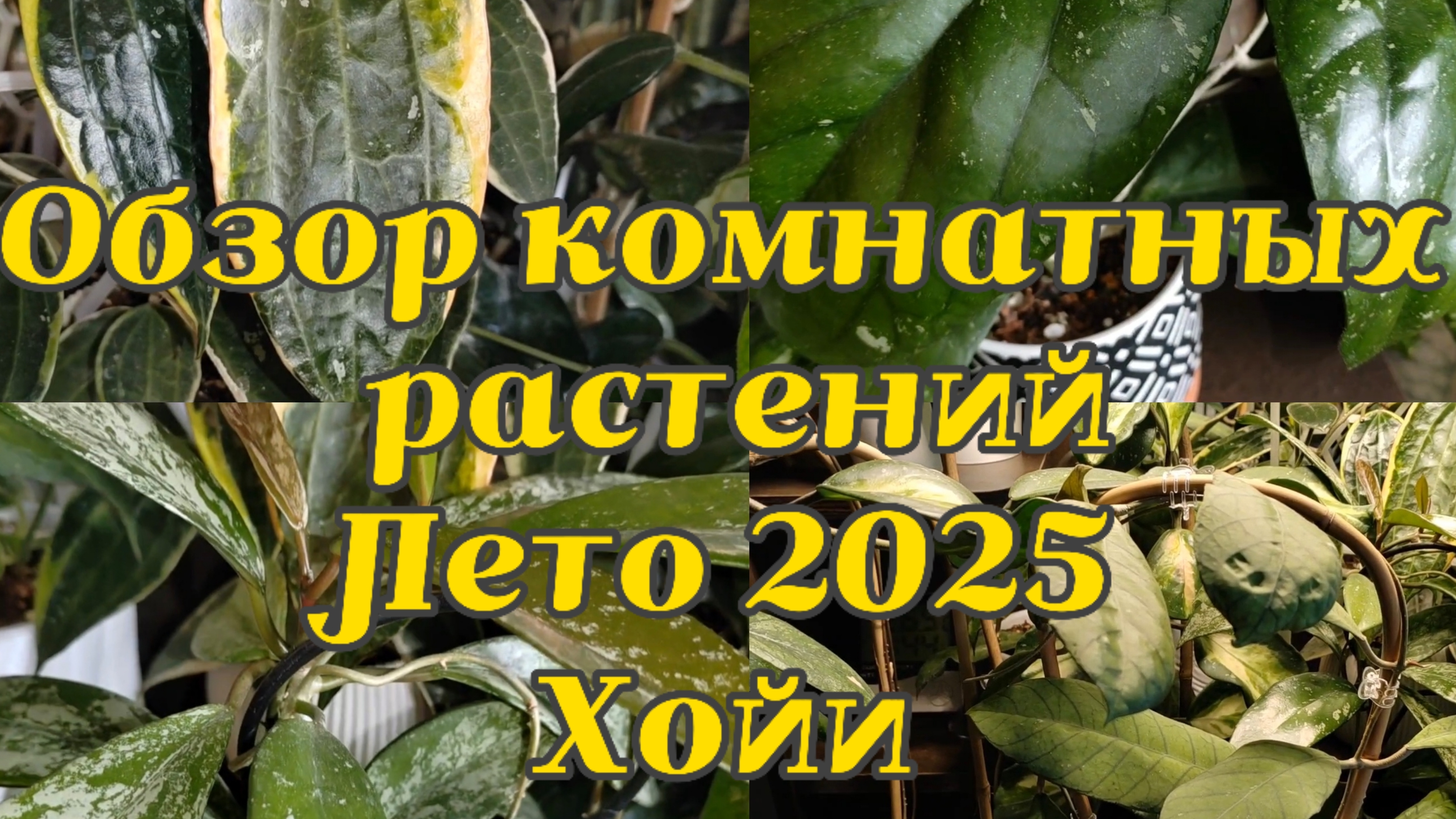 Обзор комнатных растений | Лето 2025 | ХОЙИ