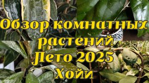 Обзор комнатных растений | Лето 2025 | ХОЙИ