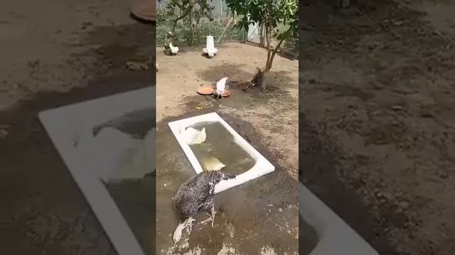 Как жарко...