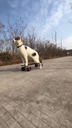 cat is a skateboarder