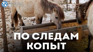По следам копыт