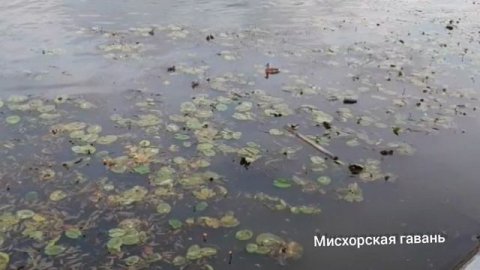 Москва река Новая Третьяковка фонтаны кувшинки 🍎 #searuss #мисхорскаягавань