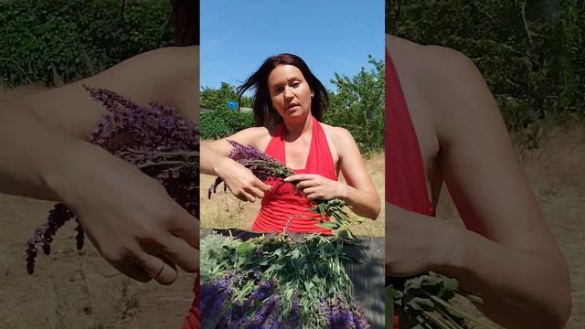 ароматизация помещения, полезный шалфей