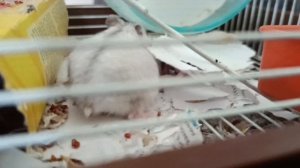 Буся снова родила🐹
