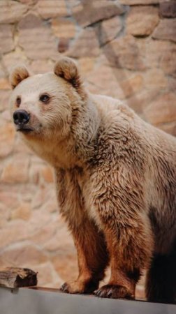 Мы стали опекунами прекрасной бурой медведицы по имени Шкода! 🐻