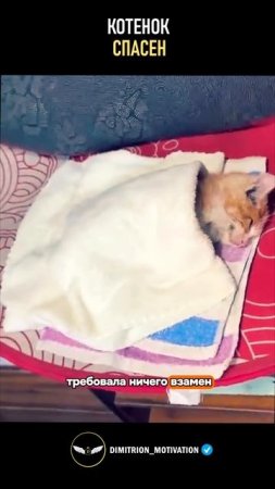 Девушка заметила котенка который едва не замерз и вот что из этого вышло #добро