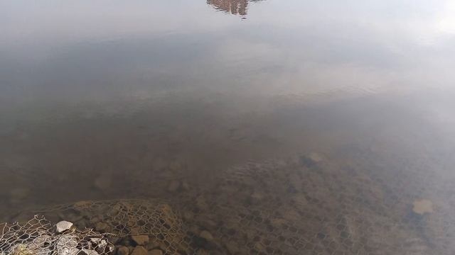 МОСКВА_ВЕГАС-КАШИРСКАЯ_ПРУД_РЫБЫ смотреть онлайн