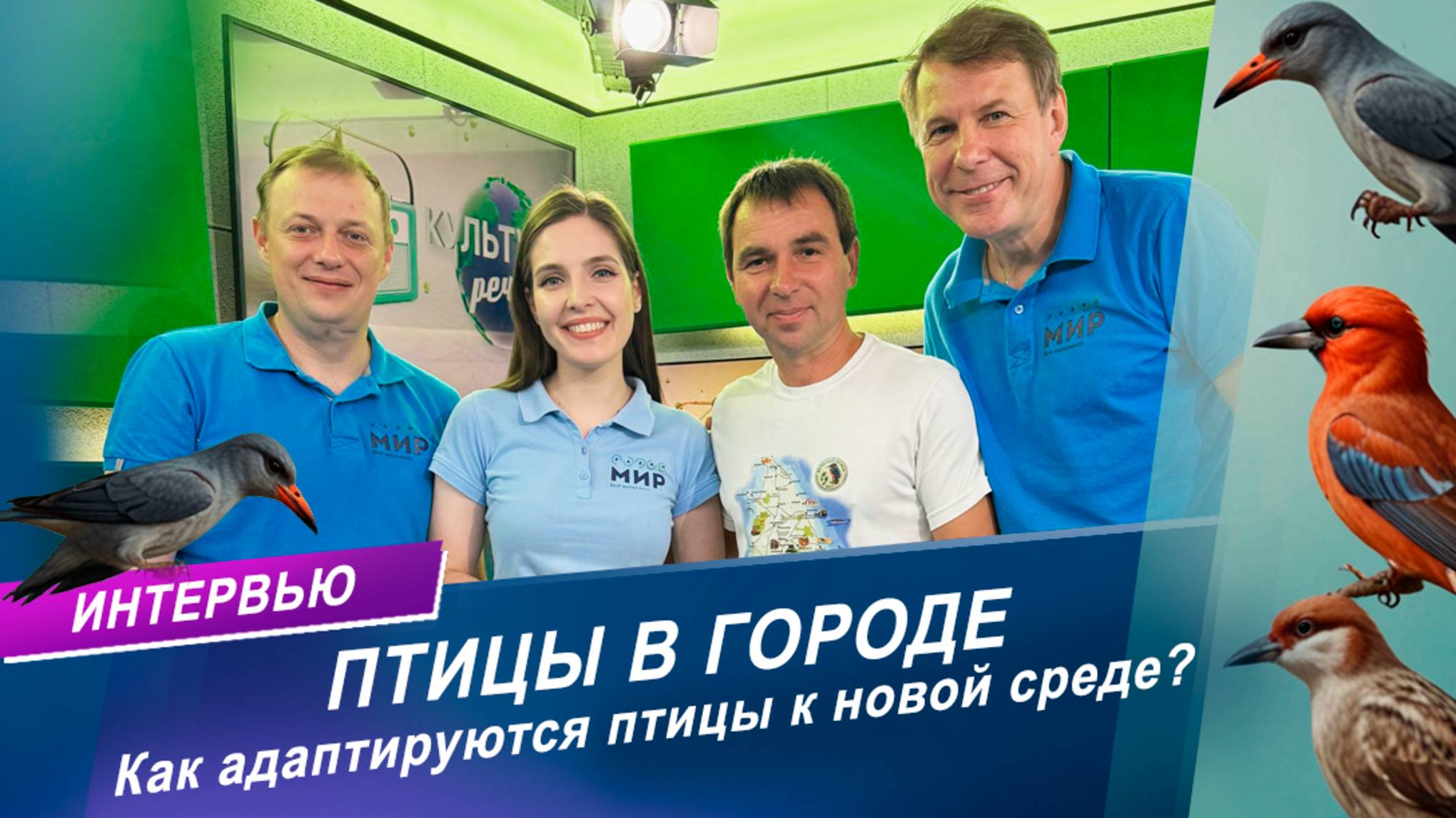 Птицы в городе: Как птицы адаптируются к жизни в городе?