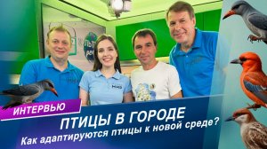 Птицы в городе: Как птицы адаптируются к жизни в городе?