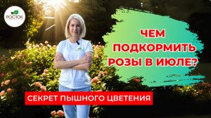 Чем подкормить розы в июле для пышного цветения: уход за розой в июле