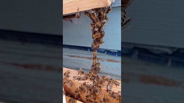 От пчёл пример сплочённости людям смотреть онлайн