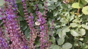 Цветение роз в июле. Регион Южный Урал.