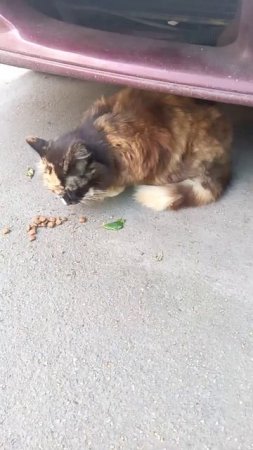 кормлю бездомного кота