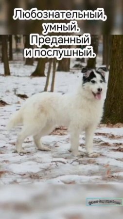 Поможем Вене