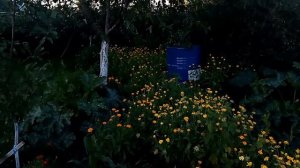 Обзор вечернего сада в деревне. Релакс🌷
