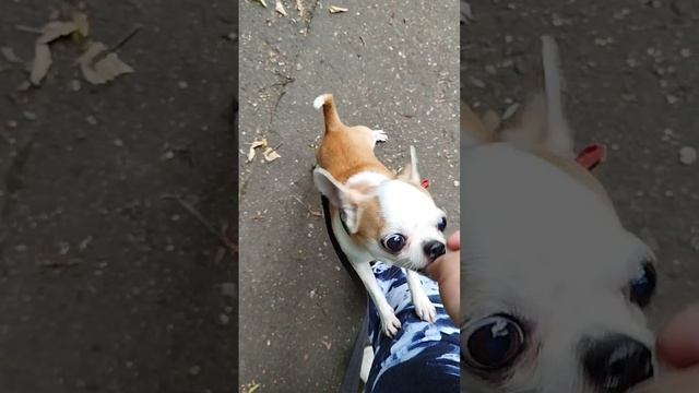 На улице Сеня грозы не боится😁мне кажется где-то он хитрит